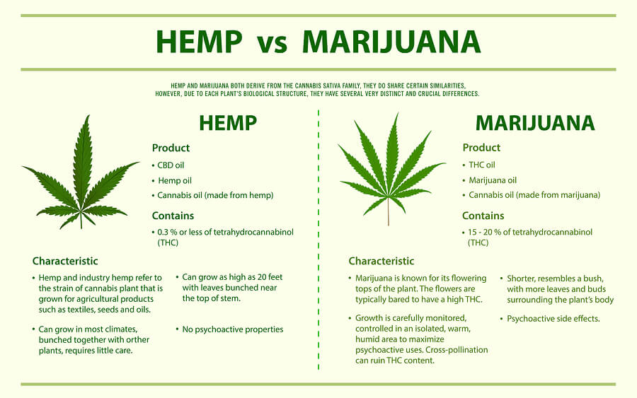 Hemp vs Marijuana Infographic