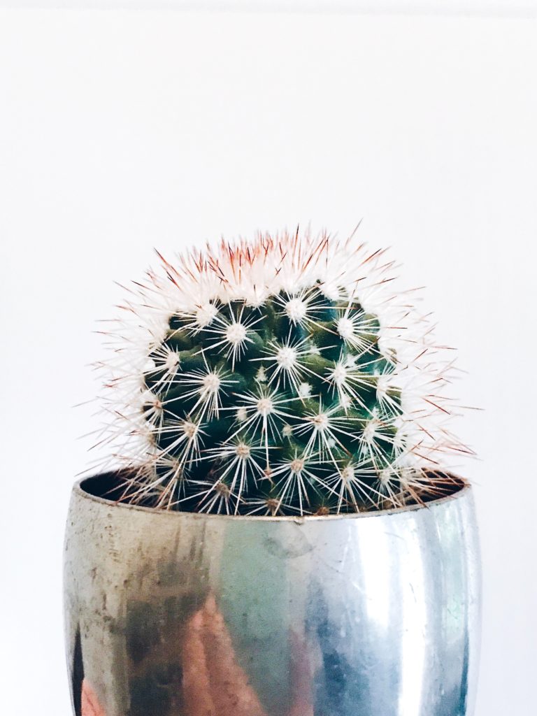Small, prickly cactus with large spikes